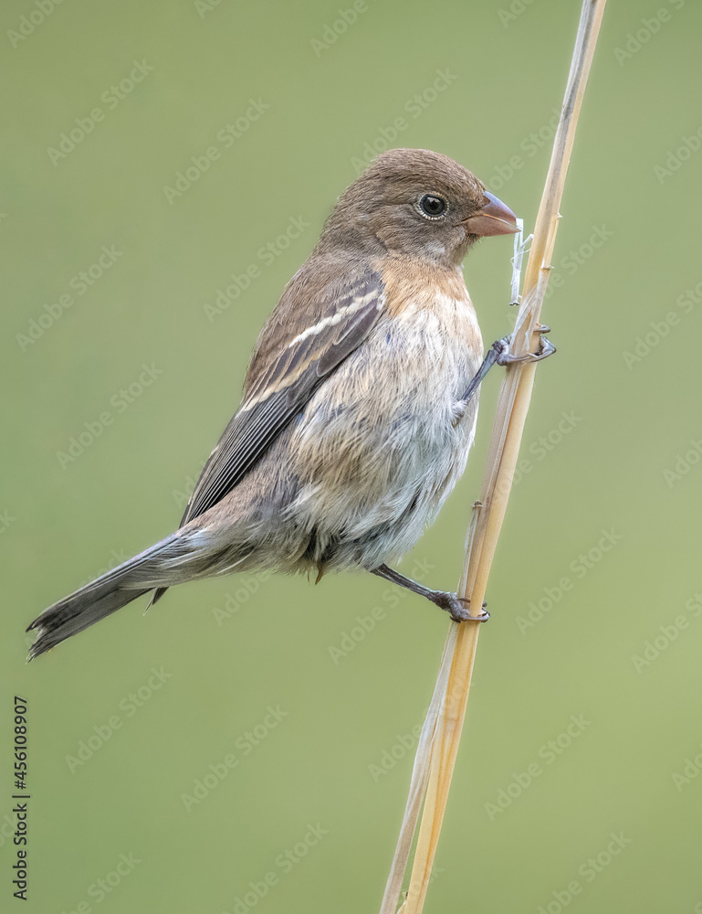 Fototapeta premium Birds