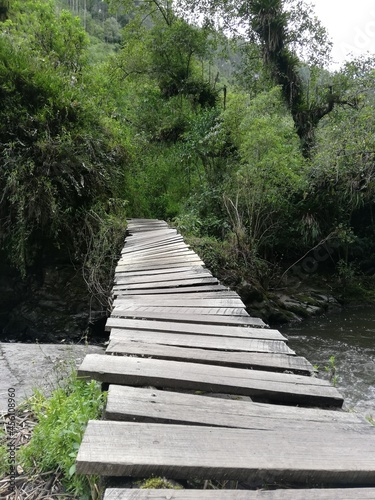 wooden bridge in the forest