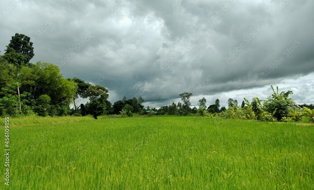 Black rain clouds formed on the green rice fields. gave rise to the concept of arable climate or used to report the weather Black rain clouds formed on the green rice fields. gave rise to the concept of arable climate or used to report the weather