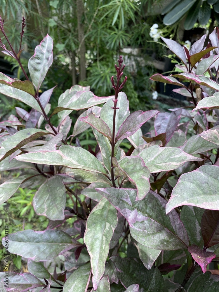 Caricature plant in nature garden