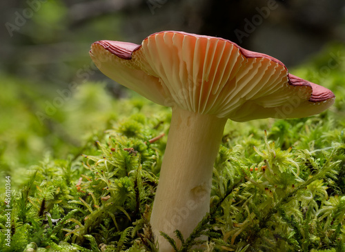 Detailed macro view of the underside of a small wild mushroom set in bright green moss. 