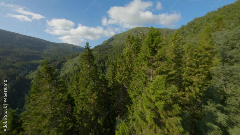 Fpv flight between green fir trees in Summer against blue sky and white clouds - Norwegian Mountains,Europe Fpv flight between green fir trees in Summer against blue sky and white clouds - Norwegian Mountains,Europe