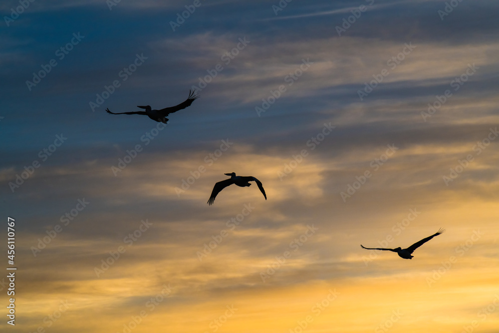 Three pelican silhouettes in the sunset sky with high cloud