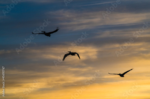 Three pelican silhouettes in the sunset sky with high cloud