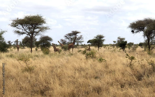 Giraffes among the trees. Taken in Kenya