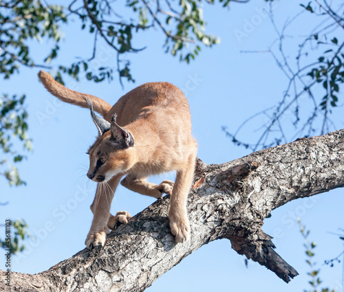 A Caracal Cat in a tree. Taken in Kenya photo