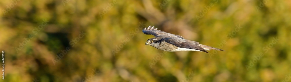 Obraz premium 黄葉した森をバックに悠然と飛ぶオオタカ