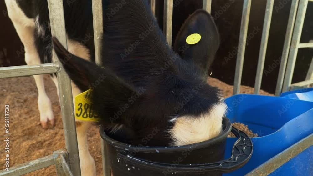 Young Calf Drinking Fluid From Bucket In Barn At Modern Dairy Farm