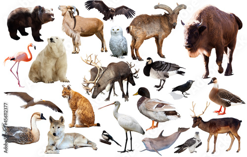 assortment of many European wild birds and mammal animals isolated on white background.