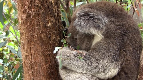 Koala, Phascolarctos cinereus, sleeping on a branch of eucalyptus. photo