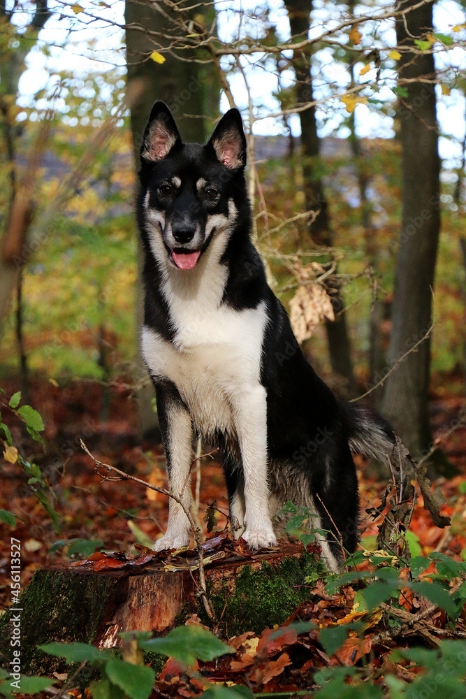 beautiful mixed husky dog is standing on a tree in the autumn forest beautiful mixed husky dog is standing on a tree in the autumn forest
