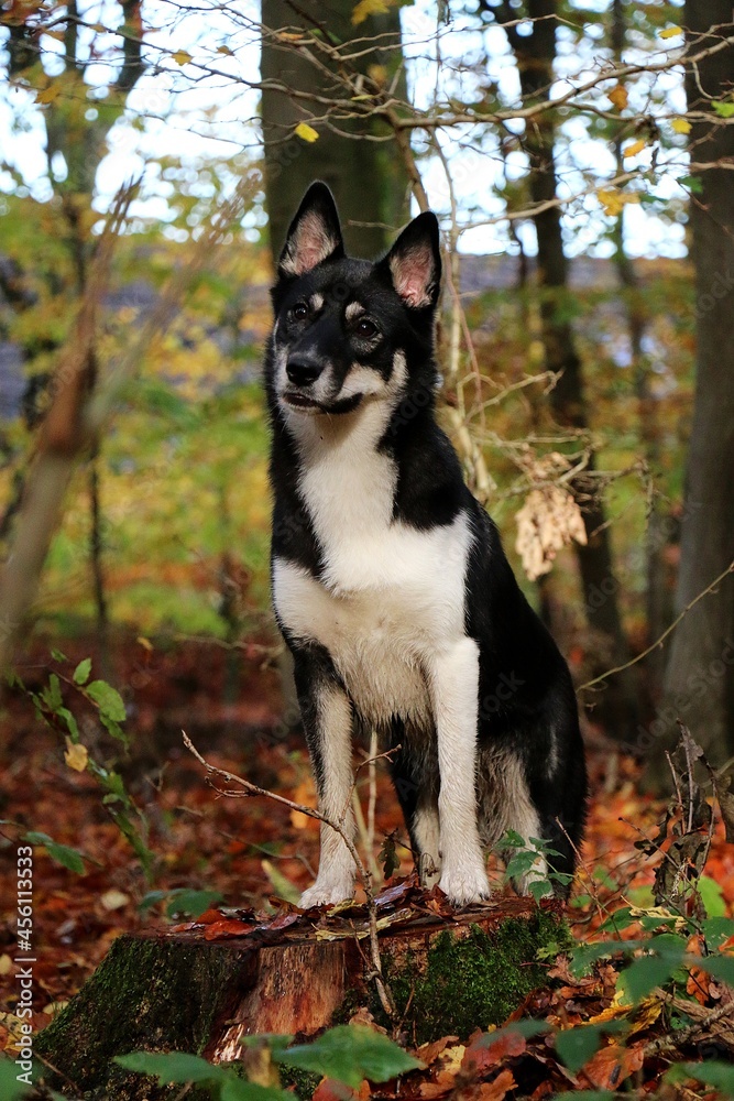 beautiful mixed husky dog is standing on a tree in the autumn forest