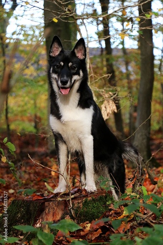 beautiful mixed husky dog is standing on a tree in the autumn forest