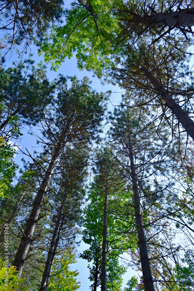 Fototapeta premium Skyward