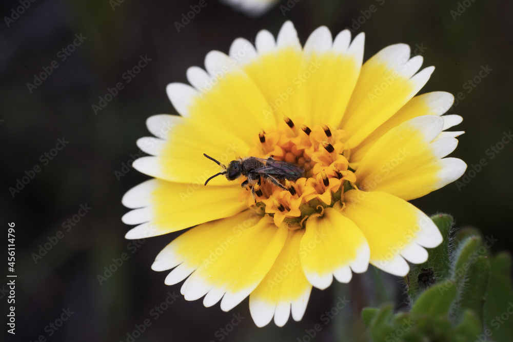 Insect collecting nectar on tiny tidytips flower Insect collecting nectar on tiny tidytips flower