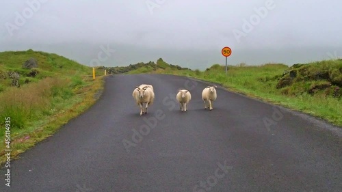 Tree sheeps walking on the street in iceland with speed sign in background photo