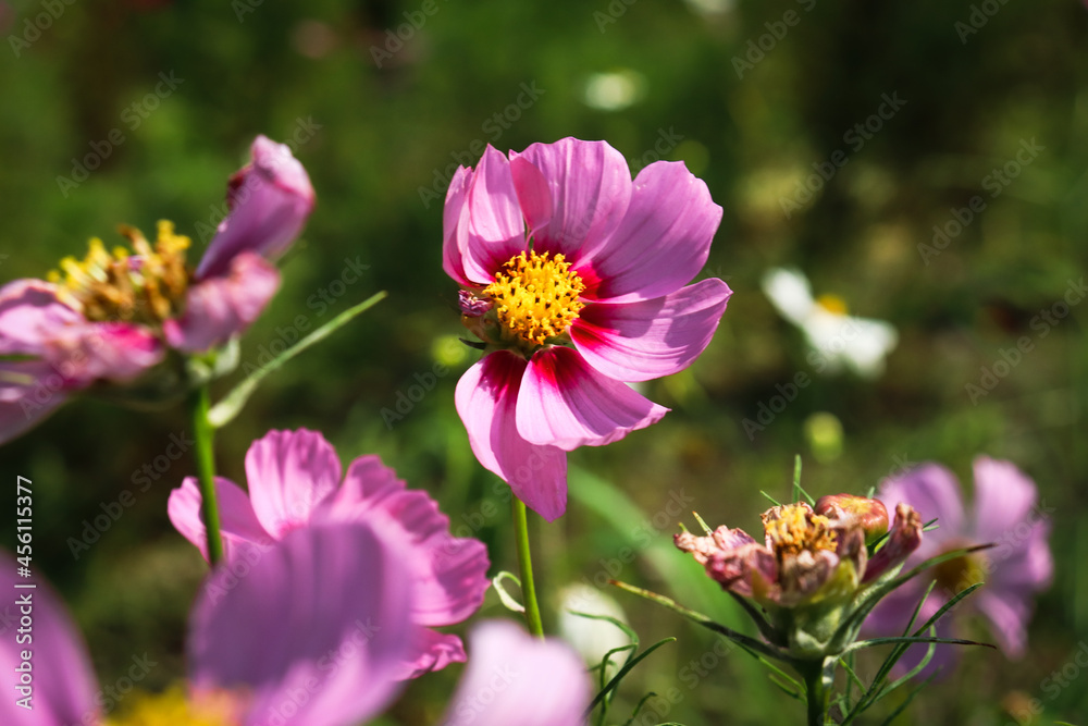 Obraz premium 秋桜 コスモス 鮮やか はなびら 花畑 美しい グリーン 綺麗 青空ピンク かわいい 大人しい