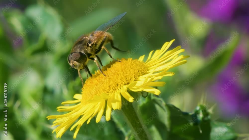 Drone Fly, Eristalis nemorum on yellow wild flower Drone Fly, Eristalis nemorum on yellow wild flower