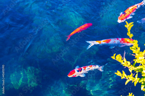 fish swimming in aquarium