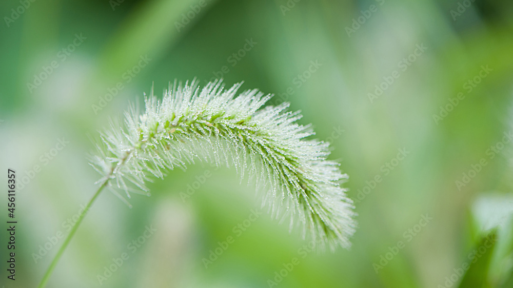 autumn, morning dew drops fell on the green foxtail autumn, morning dew drops fell on the green foxtail