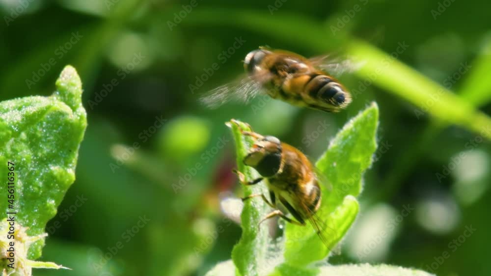 Drone Fly, Eristalis nemorum in the fly during courtship Drone Fly, Eristalis nemorum in the fly during courtship