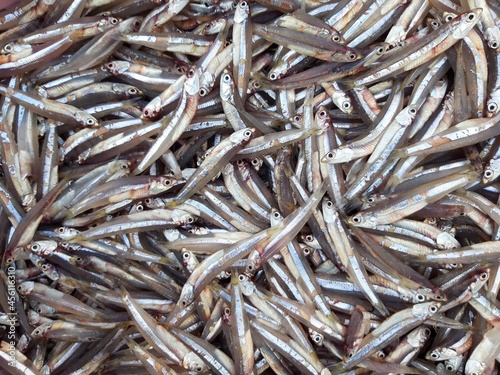 Common forage fish, fresh anchovy