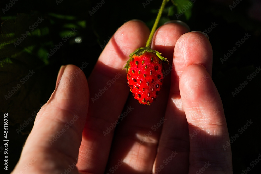 Small sweet home grown strawberry held in hands Small sweet home grown strawberry held in hands