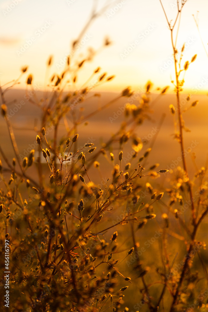 Tall sticky beak weeds in golden light also called cobbler's pegs and farmers friends Tall sticky beak weeds in golden light also called cobbler's pegs and farmers friends