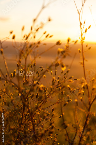 Tall sticky beak weeds in golden light also called cobbler's pegs and farmers friends photo