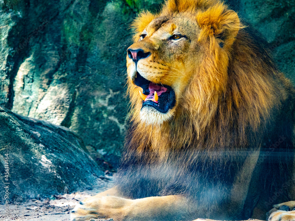Obraz premium Lion Roaring 