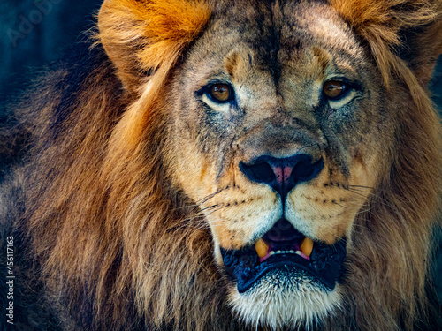 Lion Head close up shot 