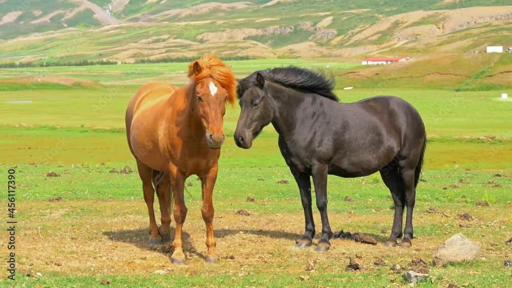 Two iceland horses standing on meadow with waving manes Two iceland horses standing on meadow with waving manes