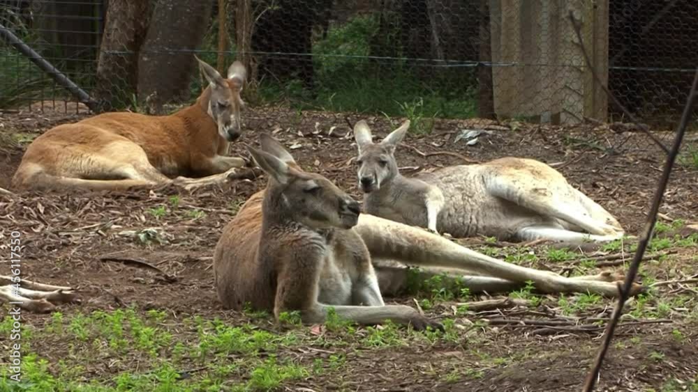 Family of Red Kangaroos in captivity resting. Australia's wildlife. Family of Red Kangaroos in captivity resting. Australia's wildlife.
