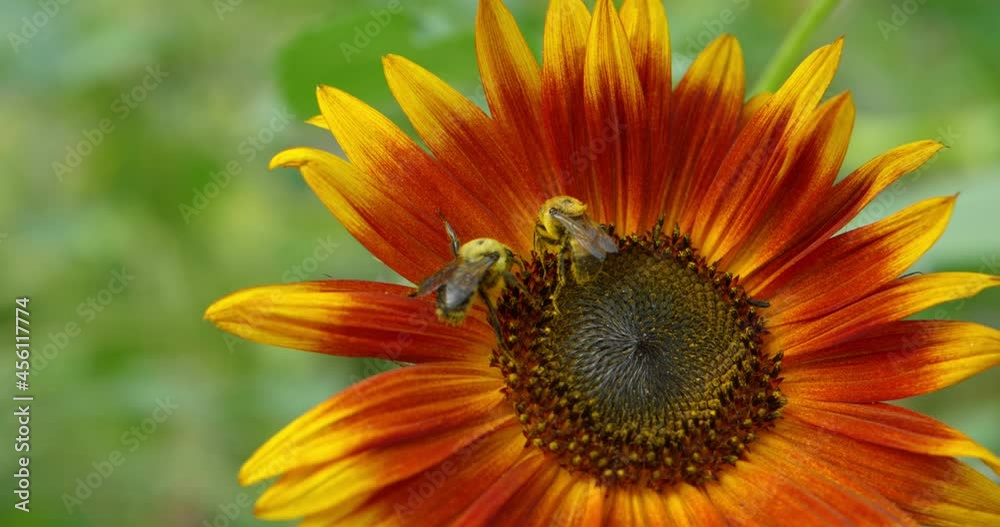 Two bees collecting pollen fighting over the sweet nectar as the head alpha bee kicks the other away on colorful bright sunburst sunflower. In Cinema 4k (4096x2160) 30fps slowed from 60fps. Two bees collecting pollen fighting over the sweet nectar as the head alpha bee kicks the other away on colorful bright sunburst sunflower. In Cinema 4k (4096x2160) 30fps slowed from 60fps.
