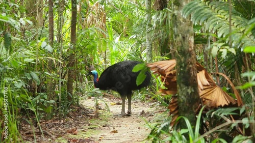 Southern cassowary bird standing on narrow path at a forest, wide shot photo