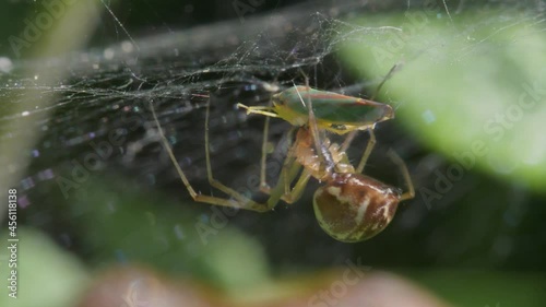 Predator and Prey - Common Sheetweb Spider, Linyphia triangularis, Froghooper photo