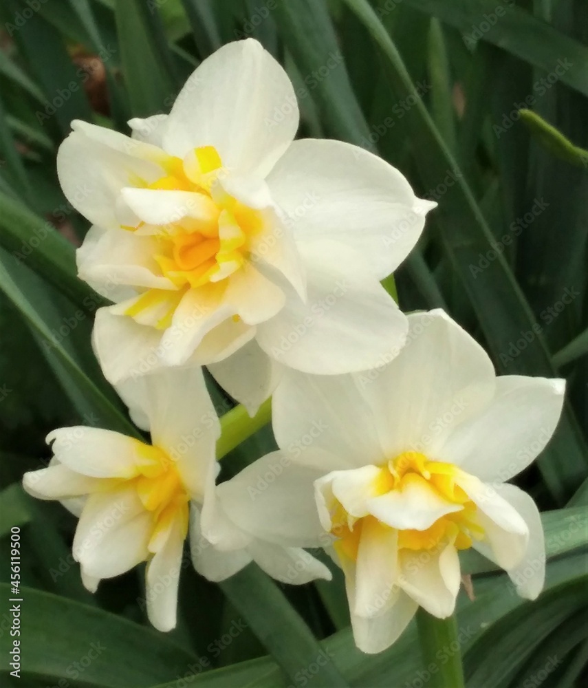 daffodils on a white background daffodils on a white background