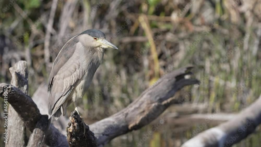 Close up profile shot of a wild fierce black crowned night heron, nycticorax nycticorax patiently perched on a broken tree bough, deadly ambush for prey in the swampy river during the day. Close up profile shot of a wild fierce black crowned night heron, nycticorax nycticorax patiently perched on a broken tree bough, deadly ambush for prey in the swampy river during the day.