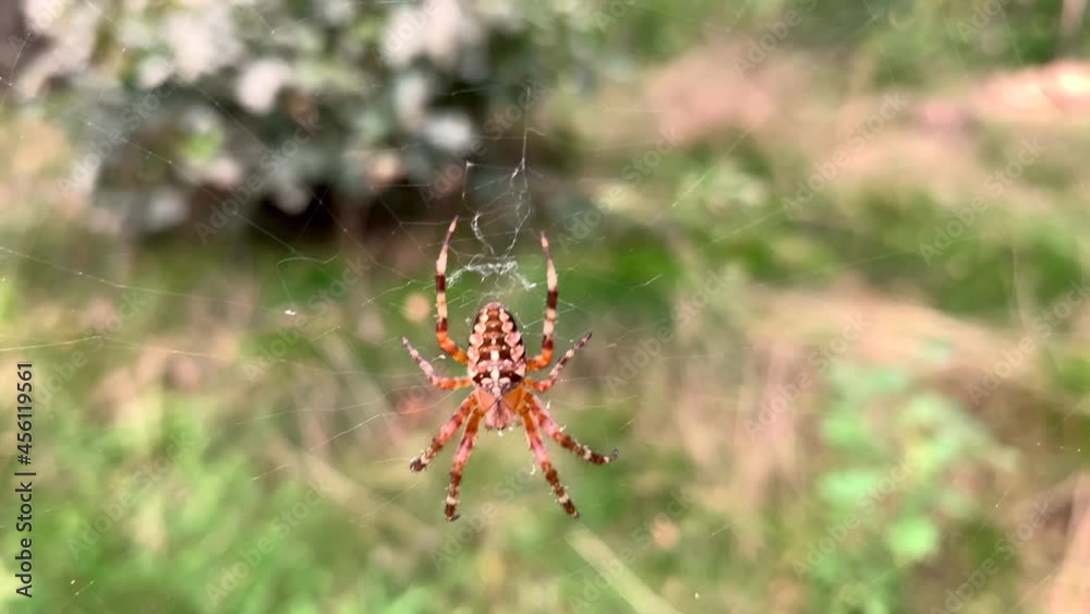 Close up view of a multicolored small spider sitting in its cobweb Close up view of a multicolored small spider sitting in its cobweb