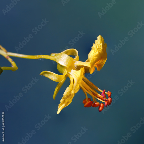 Macro close up of native blooming, yellow Palo Verde tree flower shows golden petals and stamen center. photo