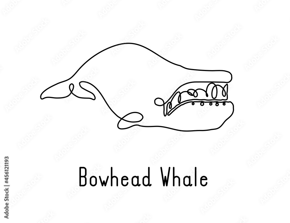 Single continuous line drawing of bowhead whale for marine company logo identity. Big fish mammal animal mascot concept for business logotype. Modern one line draw design illustration vector graphic Single continuous line drawing of bowhead whale for marine company logo identity. Big fish mammal animal mascot concept for business logotype. Modern one line draw design illustration vector graphic