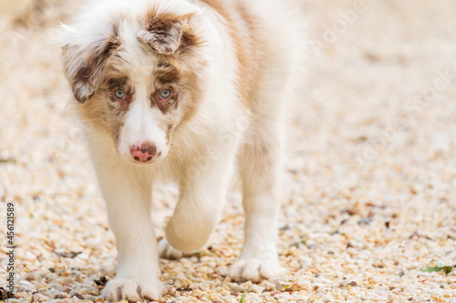 Close up of a spotty puppy with floppy ears walking over gravel and looking straight ahead