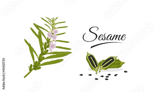 Vector illustration, plant and sesame seeds (Sesamum indicum), isolated on white background, as elements or templates. photo