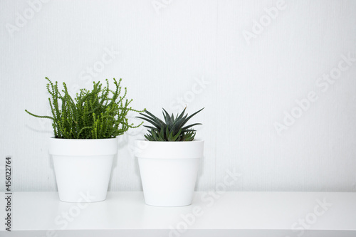 Collection of various succulent plants in white pots. Potted cactus house plants on white shelf against white wall. Home floriculture concept.