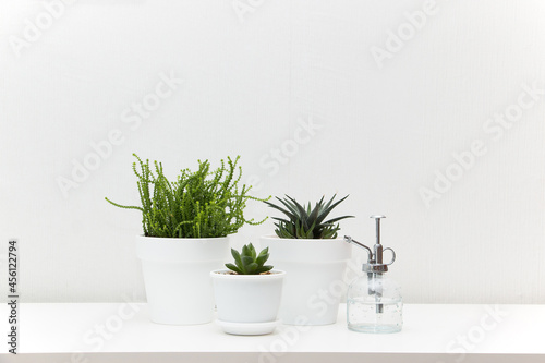 Collection of various succulent plants in white pots. Potted cactus house plants on white shelf against white wall. Home floriculture concept.