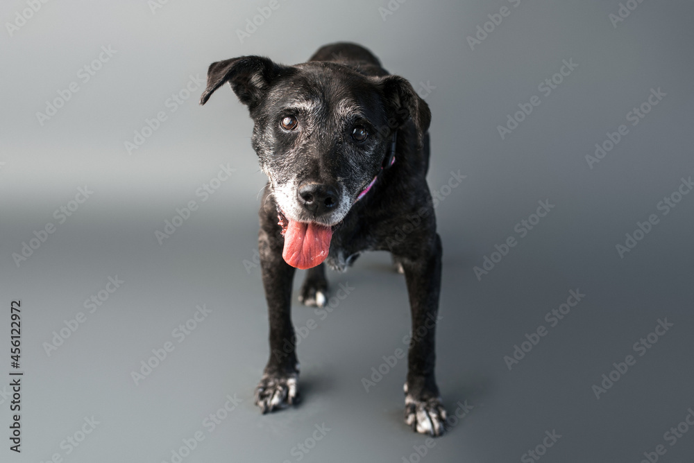 Mixed-Breed Dog senior dog. Adopt senior dogs photo shoot on plain background