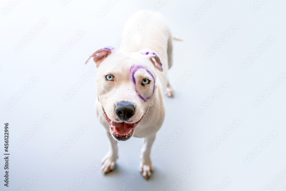 Mixed-Breed Dog. Pit Bull Terrier mixed breed dog  on plain background