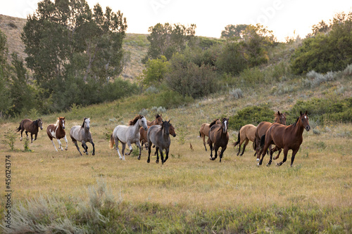 Wyoming Ranch Horses Running