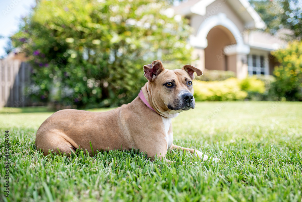 Pit Bull Terrier mixed breed dog on green grass in front of a southern home 