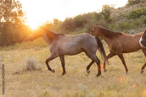 Horses at Sunrise